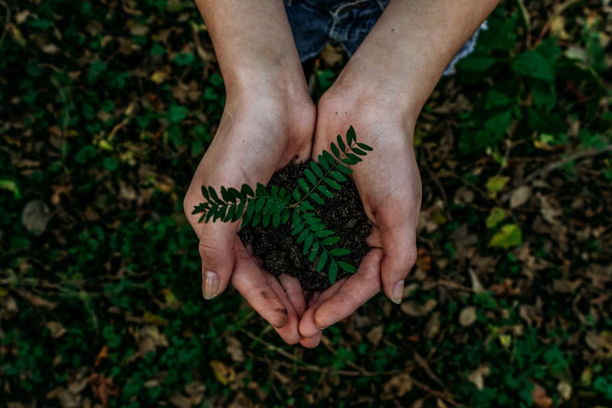 Two hands holding a small plant